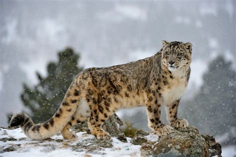 15 Amazing Snow Leopard Facts Snow Leopard Pictures