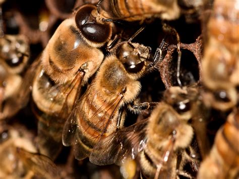 Honey Bee Control Management And Treatment Honey Bee Info