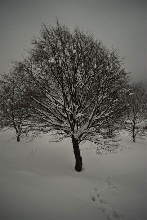 Snow Deviantart Nikon Nature Winter Photo Photography Tree