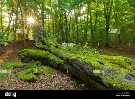 Old Fallen Tree Trunk Covered In Moss In Forest With Sun Shining