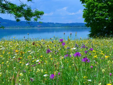 Free Images Landscape Water Nature Plant Field Lawn Meadow
