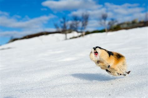 20 Best Images About Arctic Lemming On Pinterest Canada Arctic
