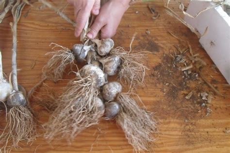 These are fun activities for kids that you can do at home that include crafts for kids, printable activities, kids craft ideas, and kids games. Češnjak, češnjak / Garlic, garlic | Garlic, Diy blog, Crafts