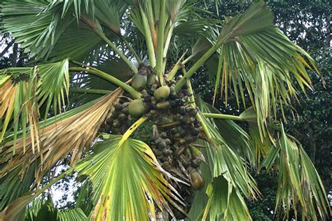 Jährlich kommen über 1,2 millionen besucher in den garten. Sri Lanka - Botanischer Garten in Peradeniya ...