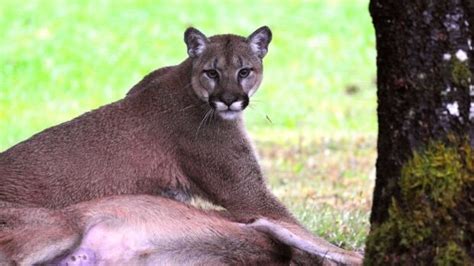 West Shore Rcmp Report Cougar Sighting In Colwood B C Cbc News