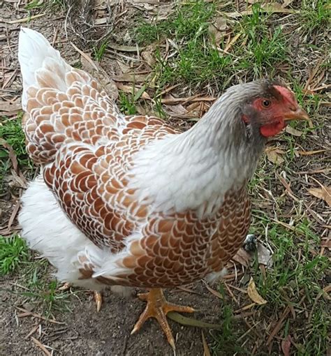 Check spelling or type a new query. Blue Laced Gold Wyandotte, but is a 'Splash', so is more ...