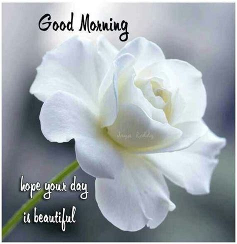 Good Morning Hope Your Day Is Beautiful Pictures Photos And Images