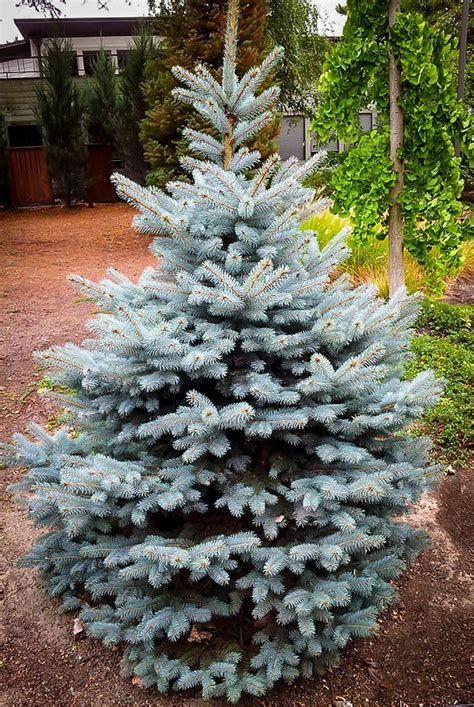 Buy Baby Blue Spruce For Sale The Tree Center