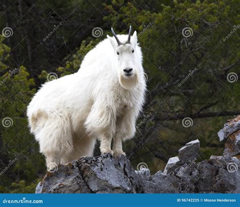 Mountain Goat On Rock Ledge Stock Image Image Of Jackson Ledge 96742225