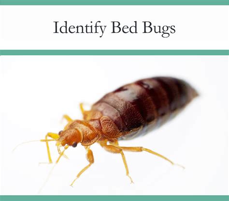 What Does Bed Bugs Look Like On Mattresses How To Check For Bedbugs