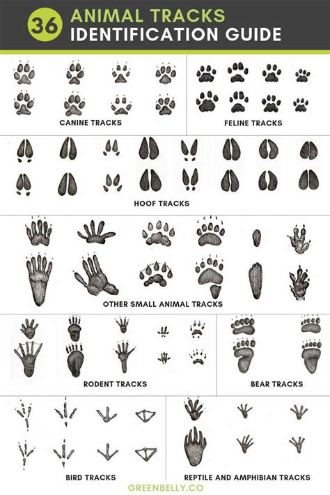 Animal Tracks Identification Guide Rcoolguides