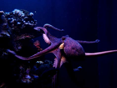 9 Outstanding Octopus Facts