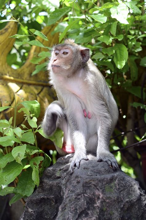 猴 动物 哺乳动物 Pixabay上的免费照片 Pixabay