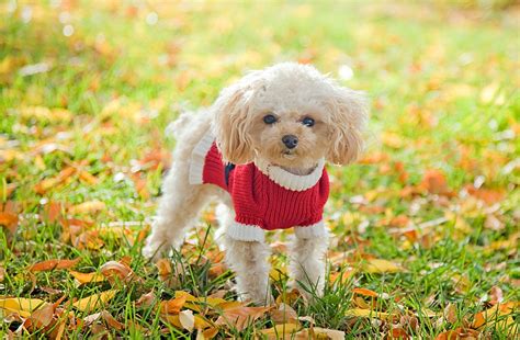 Toy Poodle Wallpapers Wallpaper Cave