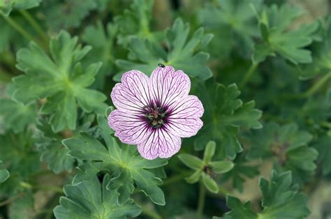 Here's a perennial flowers list of seven popular plants for your garden. A List of Perennial Flowers That Bloom All Summer (With ...