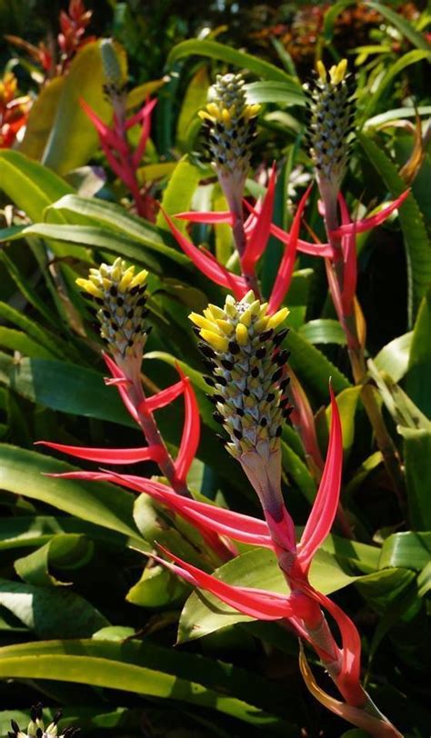 Plantfiles Pictures Aechmea Bromeliad Species Urn Plant Aechmea