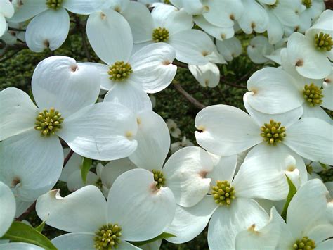 Virginia State Flower The American Dogwood Pictures