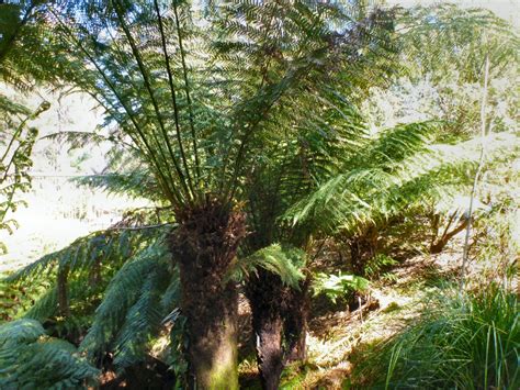 Australian Native Ferns Palms And Cycads Gardening With Angus