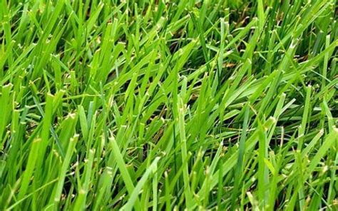 How To Identify Types Of Lawn Grass