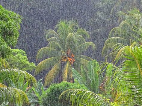 Photos Of Wet Season In The Seychelles Bilder Fra Regntiden På La Digue