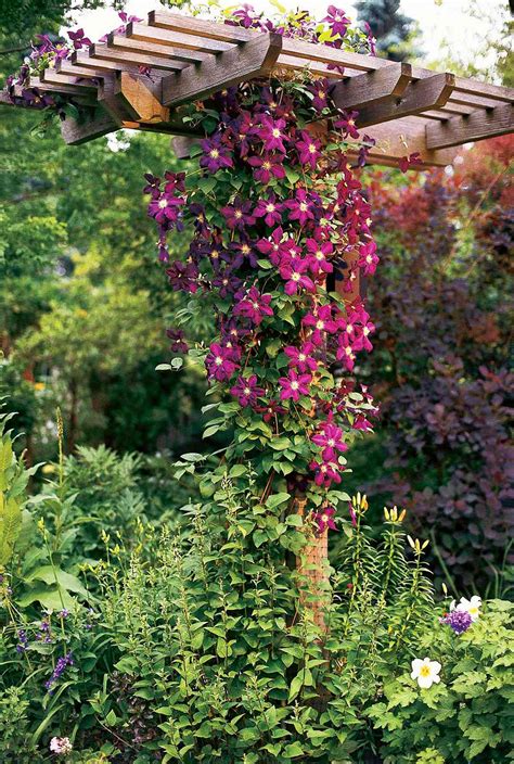 Natalie Horner Flowering Vines For Trellis Zone 6 Climbing Flowering