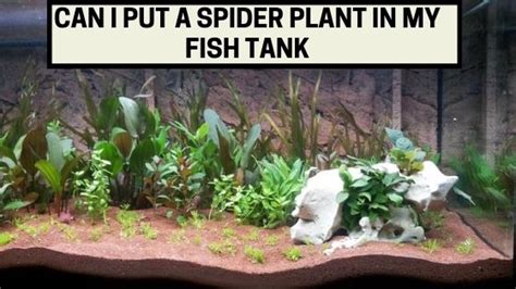 Extreme athletes known as freedivers regularly have the same kinds of contests. Can I Put a Spider Plant in My Fish Tank