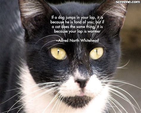 Cute Cat Quotes Sayings Quotesgram