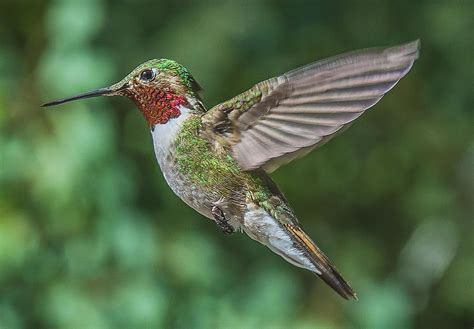 Hummingbird Of Silver Plume Hummingbird I Photographed In Flickr