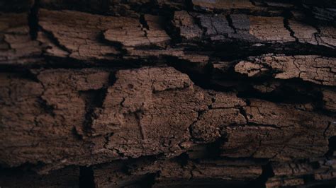 Wallpaper Rock Wall Wood Texture Log Formation Tree Material