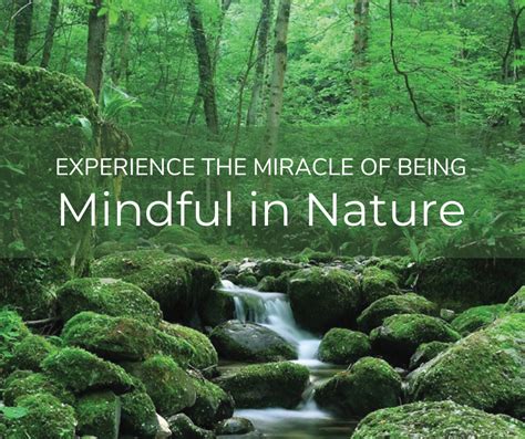 Mindfulness In Nature — Quest For Eternal Sunshine