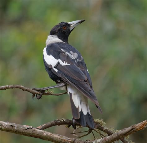 Bird Of The Month Australian Magpie Connecting Country