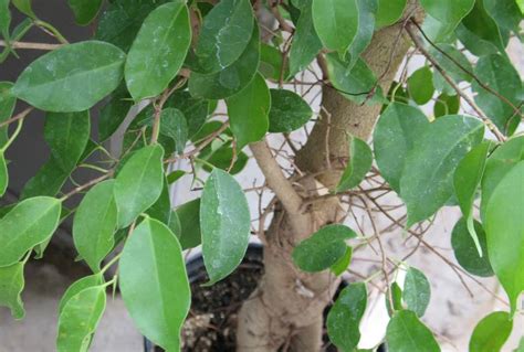Ficus Benjamina Exotica A New Breed You Will Love