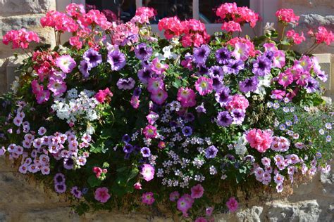 Flowers For Sunny Window Boxes