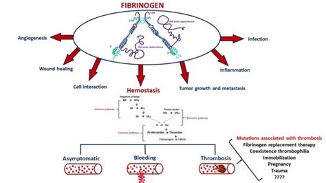 Ijms Free Full Text Human Fibrinogen Molecular And Genetic Aspects Of  Congenital Disorders