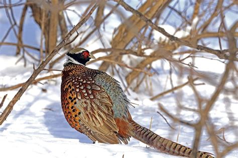 For Hunters And Habitat Dnr Renews Efforts To Reverse Pheasant Decline