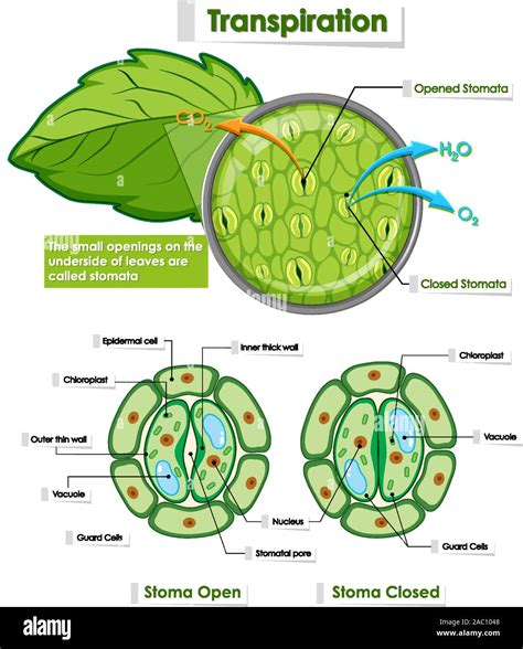 Plant Leaf Cell Diagram Graphic Hi Res Stock Photography And Images Alamy