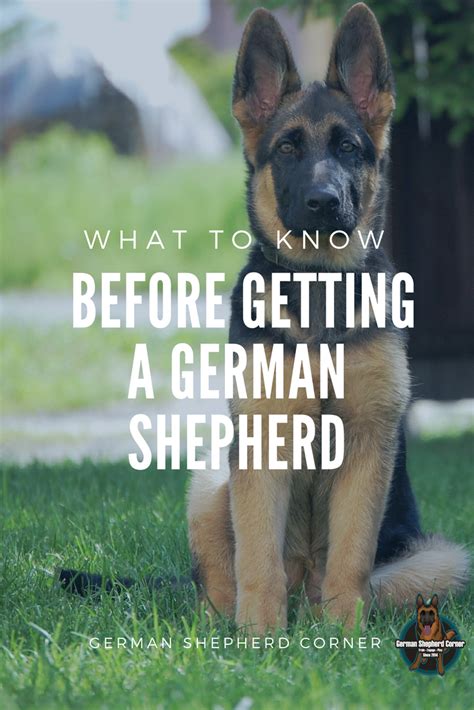 Things To Know Before Getting A German Shepherd