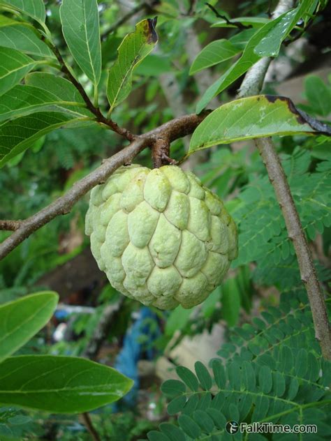 One large apple contains 130 calories and 34 g of carbohydrates, including 5 g of dietary fiber and 25 g of sugars. Sugar-apple (also: noina, annona) | Thailand.FalkTime