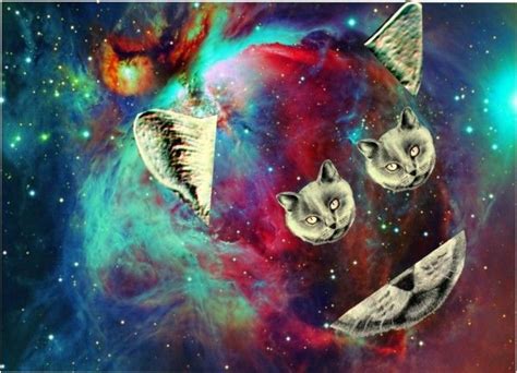 Galaxy Cat Cats Galaxy Cat Cats Collage Art