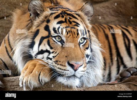 A Portrait View Of A Sumatran Tiger Stock Photo Alamy