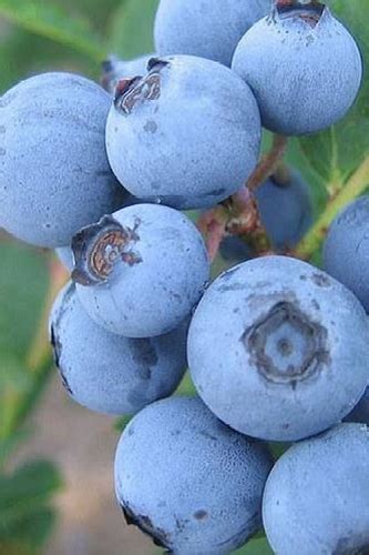 Buy The Best Rabbiteye Blueberry Bushes For Sale Online With Free