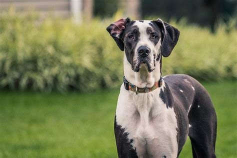 Great Dane Complete Guide Info Pictures Care And More Pet Keen