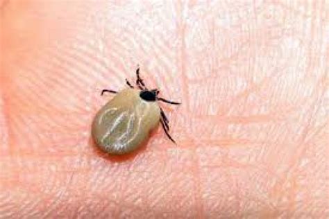 Tick Bite Can Lead To Serious Disease Ipn