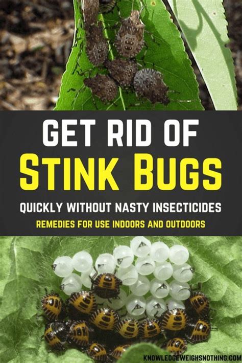 Effective Stink Bug Home Remedies For Home And Yard