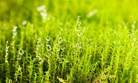 Green Moss And Water Drops Stock Image Image Of Mossy 44454253