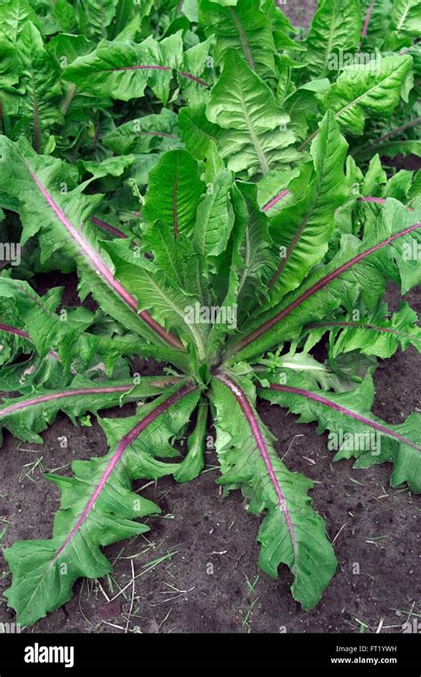 Cultivated Chicory Plant Cichorium Intybus Var Sativum Close Up Of
