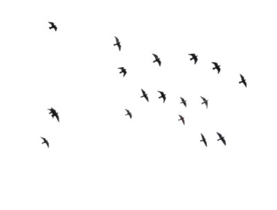 Burung hitam gratis png png bahan transparan gambar unduh. Koleksi Terkini 31+ Gambar Burung Png