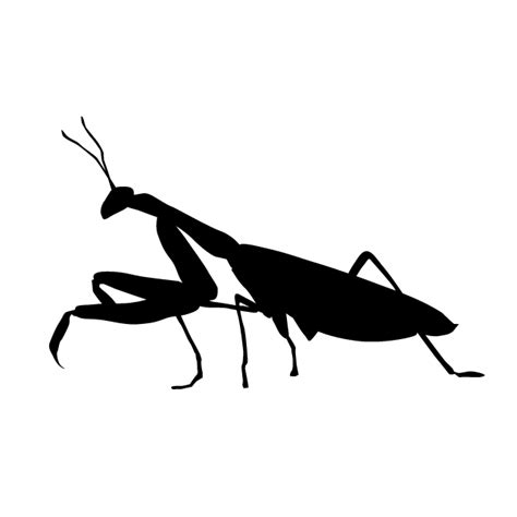 Grasshopper Clipart Silhouette Grasshopper Silhouette Transparent Free