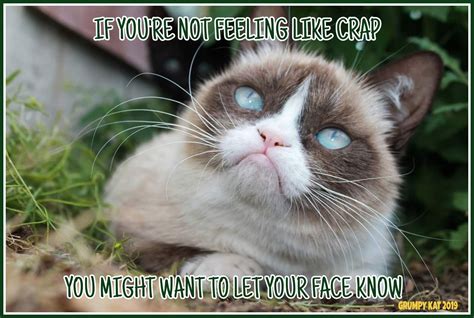 Another Grumpy Cat Meme By The Other Grumpy Kat 2019 Did You Tell