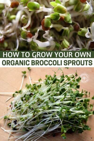 How To Grow Your Own Organic Broccoli Sprouts Sprouting Them At Home